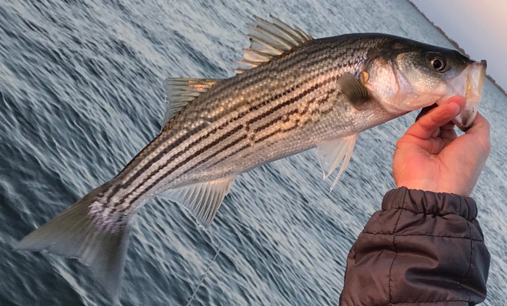 A striped bass being held by a fisherman